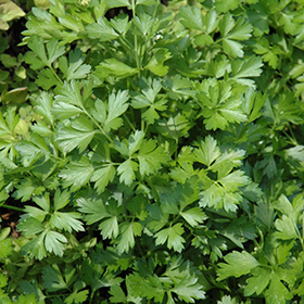 Plant Photo 5