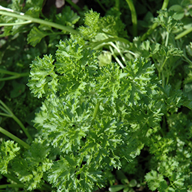 Plant Photo 4