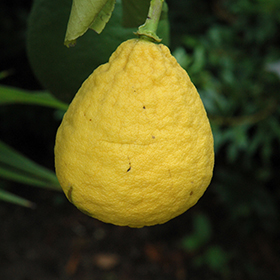 Plant Photo 10
