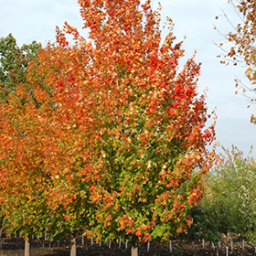 Plant Photo 6