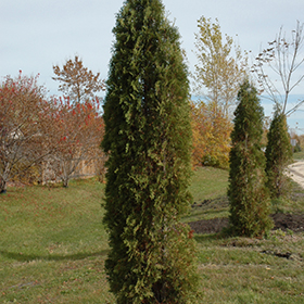 Plant Photo 9