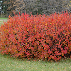Hedge Shrub Photo
