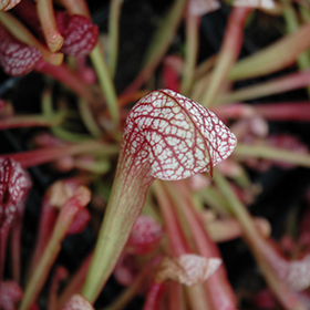 Plant Photo 8