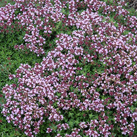 Plant Photo 4