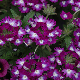Plant Photo 8