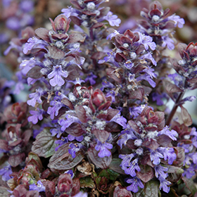 Plant Photo 6