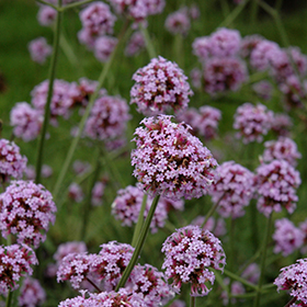 Plant Photo 10