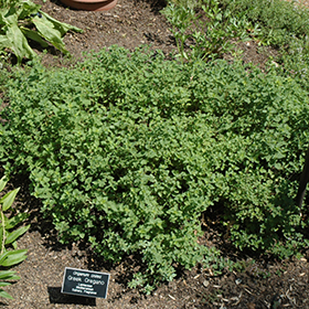 Plant Photo 5