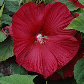 Plant Photo 9