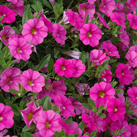 Plant Photo 7