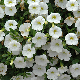 Plant Photo 8