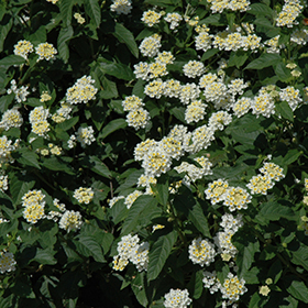 Plant Photo 2