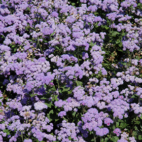Plant Photo 3