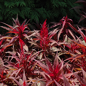 Plant Photo 10