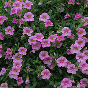 Plant Photo 6