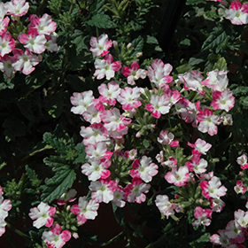 Plant Photo 9