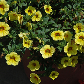 Plant Photo 2