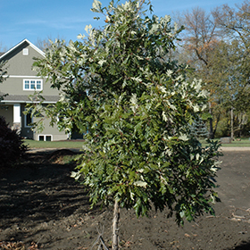 Plant Photo 5