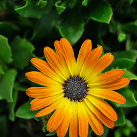 Plant Photo 10