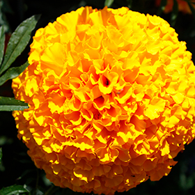 Plant Photo 9