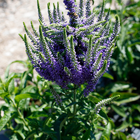 Plant Photo 1