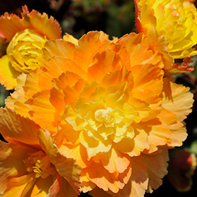 Plant Photo 6