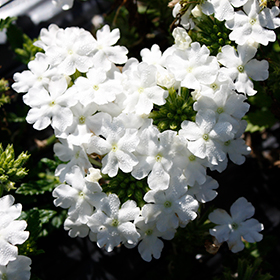 Plant Photo 6