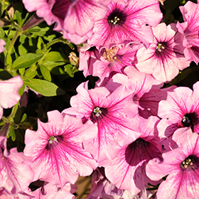 Plant Photo 3