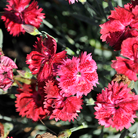 Plant Photo 10
