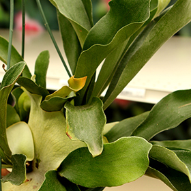 Plant Photo 3