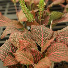 Plant Photo 2