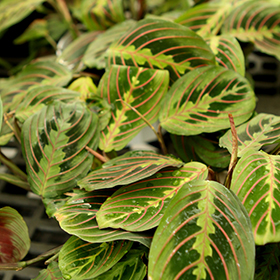 Plant Photo 10