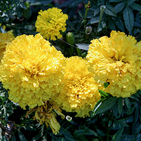 Plant Photo 10