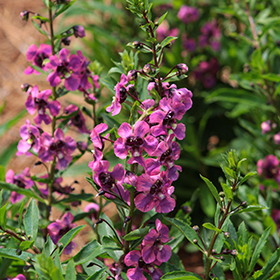 Plant Photo 9