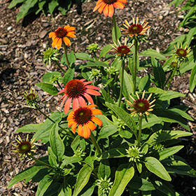 Plant Photo 4