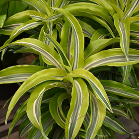 Plant Photo 7
