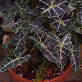Plant Photo 2