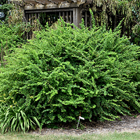 Plant Photo 5