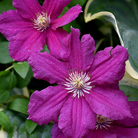 Plant Photo 5