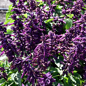 Plant Photo 5