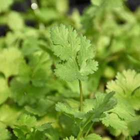 Plant Photo 3