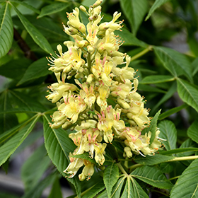 Plant Photo 8