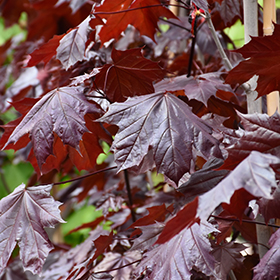 Plant Photo 3