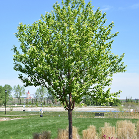 Plant Photo 2
