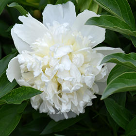 Plant Photo 5