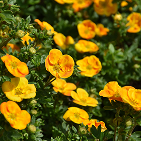 Plant Photo 7