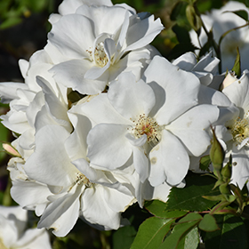 Plant Photo 2