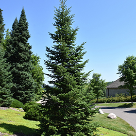 Evergreen Tree Photo