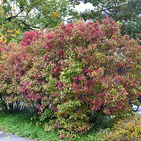 Plant Photo 1