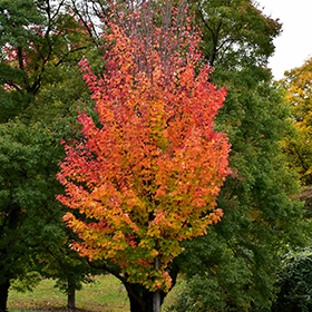 Plant Photo 4